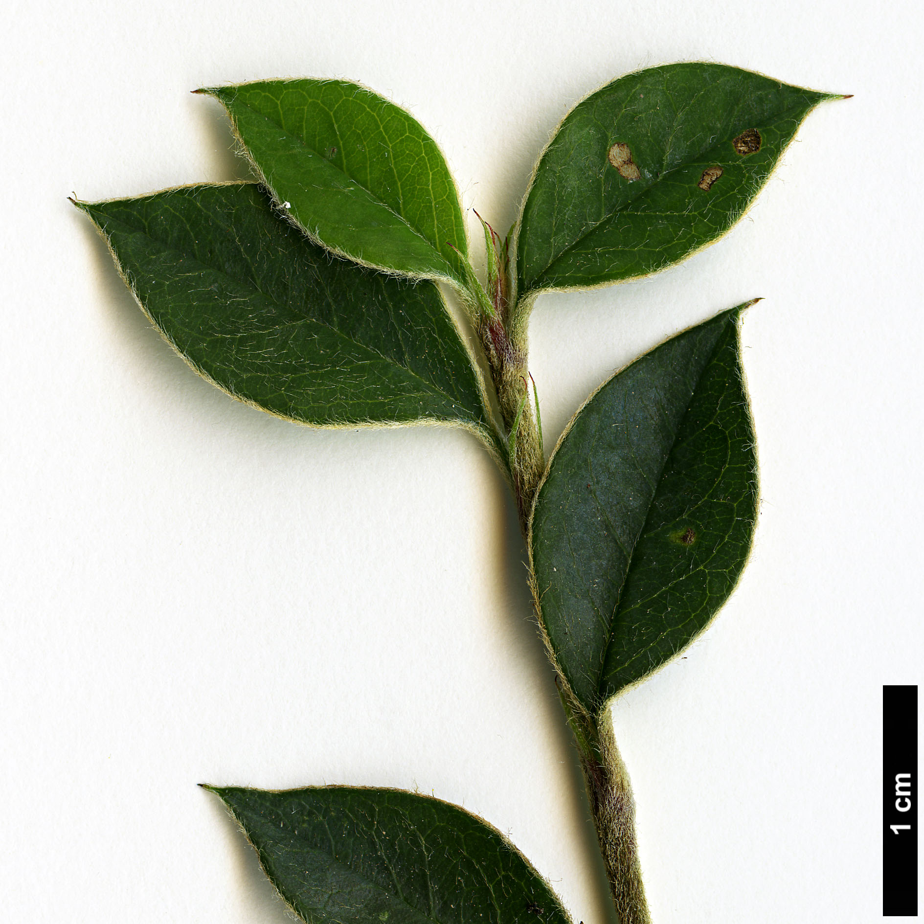 High resolution image: Family: Rosaceae - Genus: Cotoneaster - Taxon: poluninii